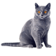 Коти/Кішки Коти/Кішки
