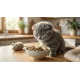 Чем кормить шотландских вислоухих котят