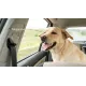 Як подорожувати з собакою: авто, потяг, літак