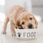 Корм для щенков