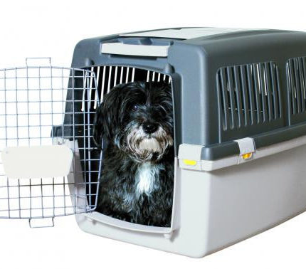 1070378427 perenoska trixie gulliver jpg