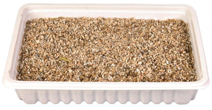 1070458084 trava trixie cat jpg