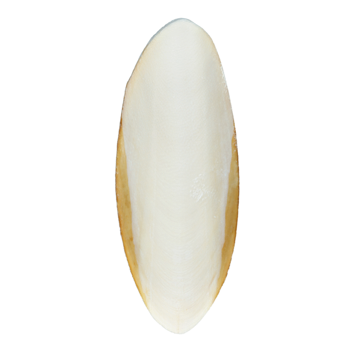 2426687633 mel sepiya trixie png