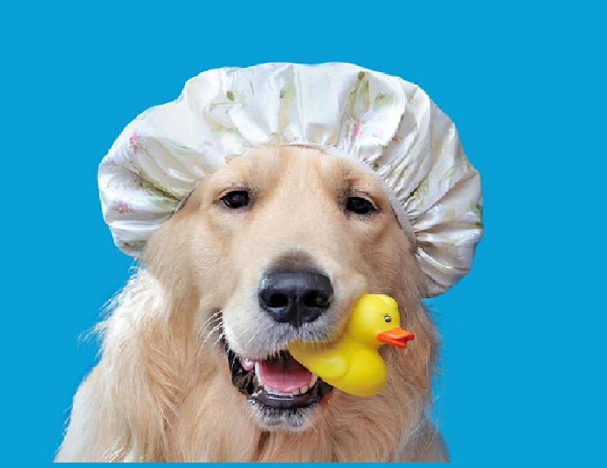 Собака в шапочке держит резиновую утку