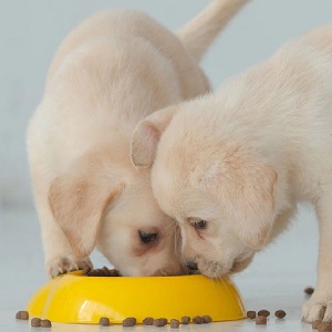 Корм для щенков