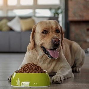 Сухой корм для собак