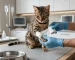 Перелом лапи у кота